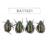 Rutelidae sp. China, Yunnan, Xiangerila, Weixi county. 4Pcs. BA11621.