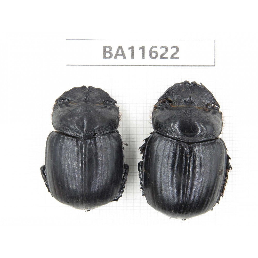 Geotrupidae sp. China, Yunnan, Xiangerila, Weixi county. 2Pcs. BA11622.