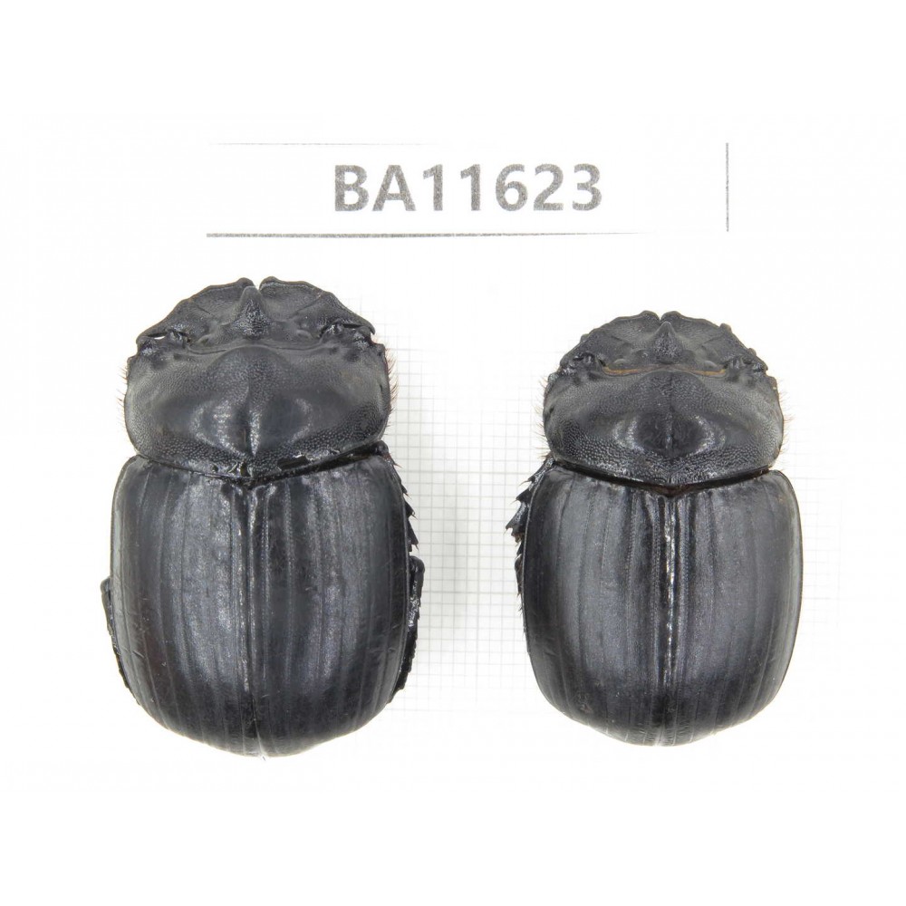 Geotrupidae sp. China, Yunnan, Xiangerila, Weixi county. 2Pcs. BA11623.