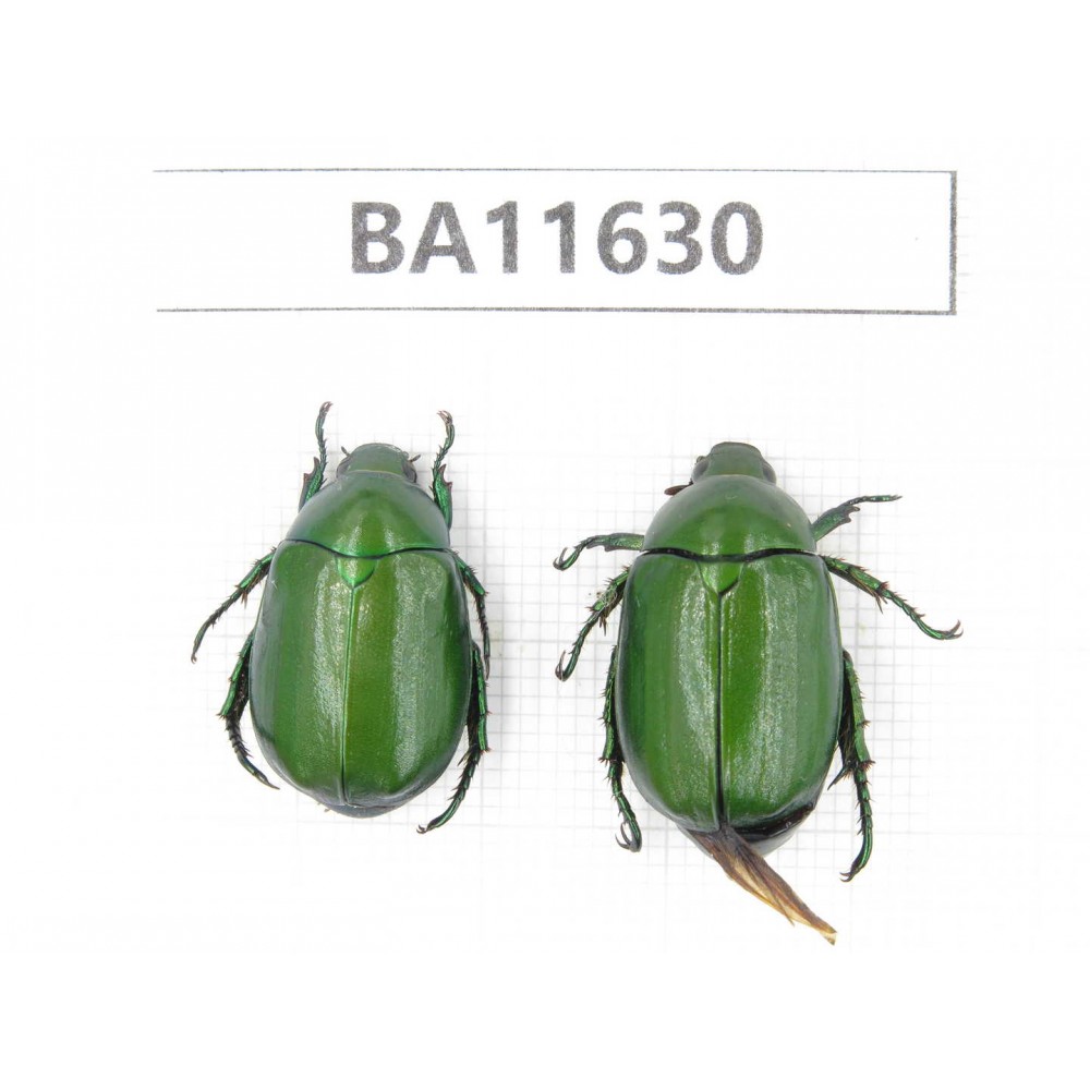 Rutelidae sp. China, Yunnan, Xiangerila, Weixi county. 2Pcs. BA11630.
