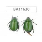 Rutelidae sp. China, Yunnan, Xiangerila, Weixi county. 2Pcs. BA11630.