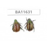 Rutelidae sp. China, Yunnan, Xiangerila, Weixi county. 2Pcs. BA11631.