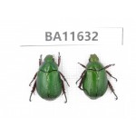 Rutelidae sp. China, Yunnan, Xiangerila, Weixi county. 2Pcs. BA11632.