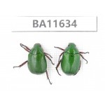 Rutelidae sp. China, Yunnan, Xiangerila, Weixi county. 2Pcs. BA11634.