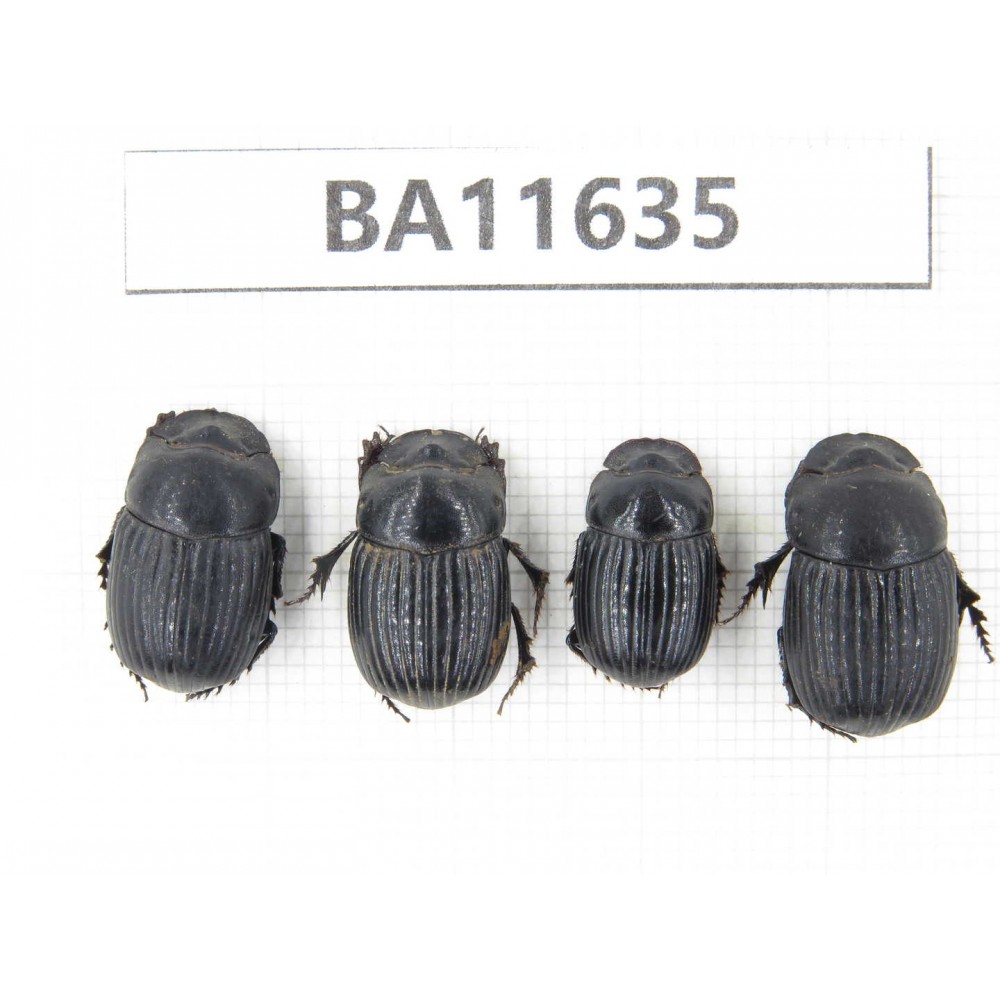 Geotrupidae sp. China, Yunnan, Xiangerila, Weixi county. 4Pcs. BA11635.