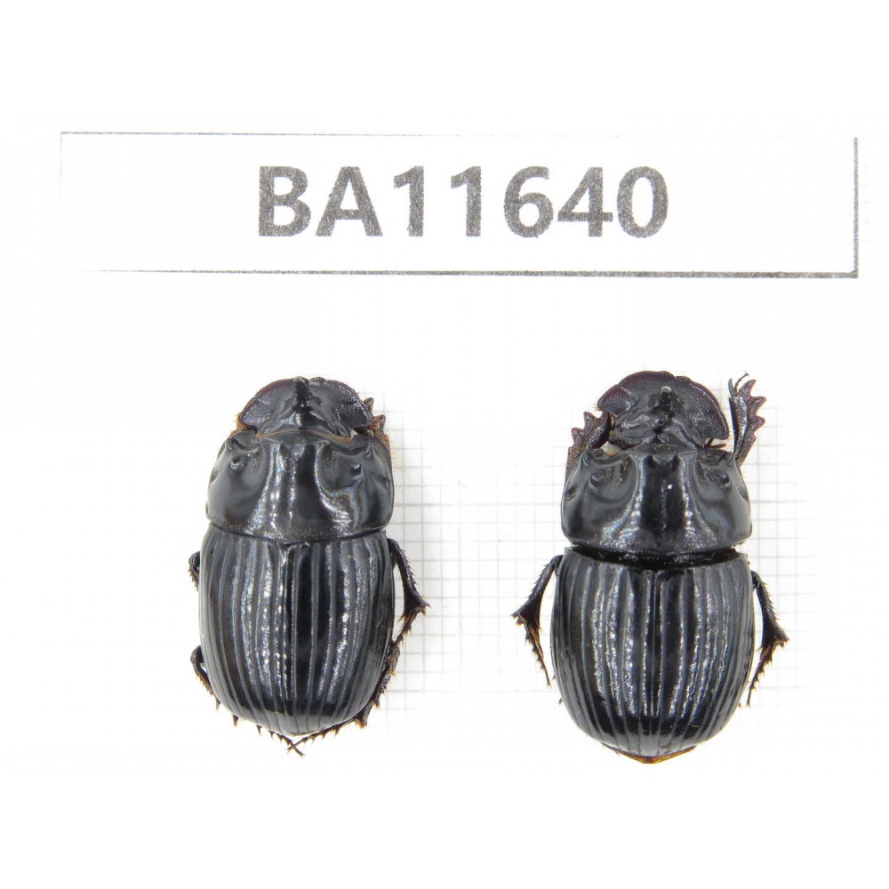 Geotrupidae sp. China, Tiebt, Linzhi, Bomi county. 2Pcs. BA11640.