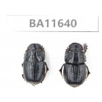 Geotrupidae sp. China, Tiebt, Linzhi, Bomi county. 2Pcs. BA11640.