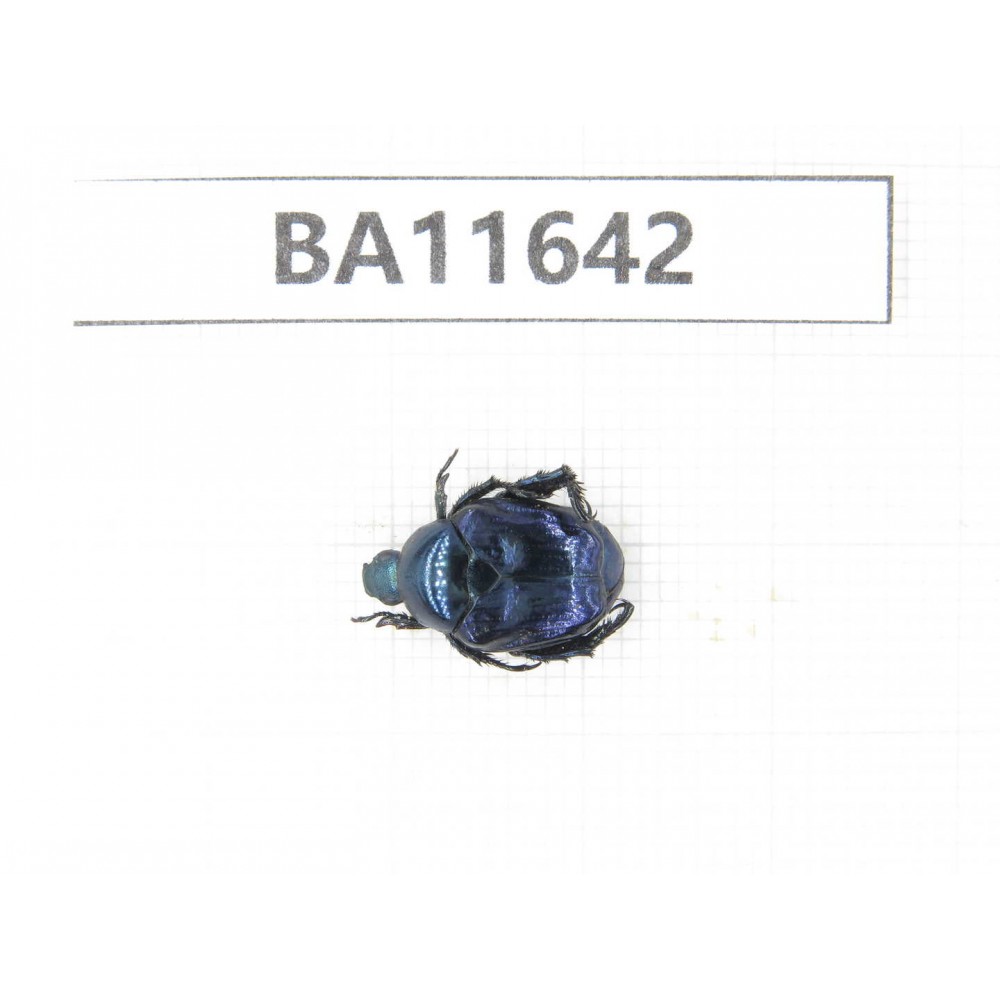 Cetoniidae sp. China, Tibet, Linzhi, Bomi county. 1Pcs. BA11642.