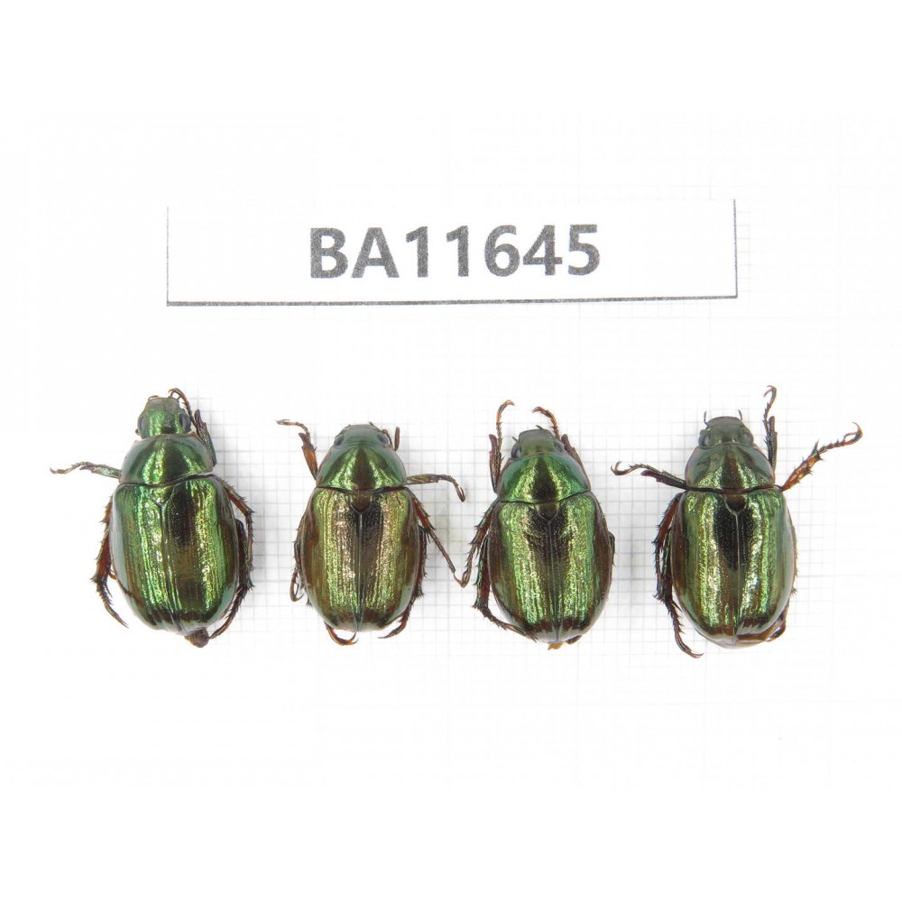 Rutelidae sp. China, Tibet, Linzhi, Motuo county. 4Pcs. BA11645.