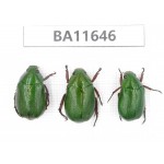 Rutelidae sp. China, Tibet, Linzhi, Motuo county. 3Pcs. BA11646.