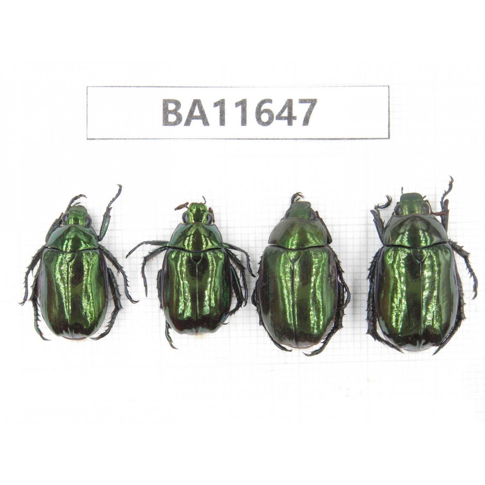 Rutelidae sp. China, Tibet, Linzhi, Motuo county. 4Pcs. BA11647.