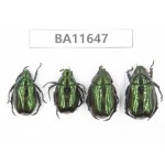 Rutelidae sp. China, Tibet, Linzhi, Motuo county. 4Pcs. BA11647.
