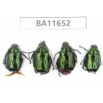 Rutelidae sp. China, Tibet, Linzhi. 4Pcs. BA11652.