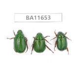 Rutelidae sp. China, Tibet, Linzhi. 3Pcs. BA11653.