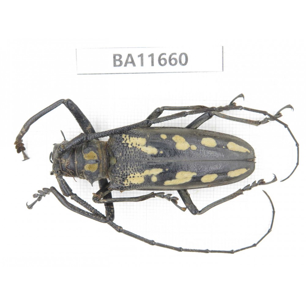 Cerambycidae sp. China, Yunnan, Nujiang, N Mt.Biluoxueshan. 1Pcs. BA11660.