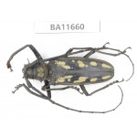 Cerambycidae sp. China, Yunnan, Nujiang, N Mt.Biluoxueshan. 1Pcs. BA11660.