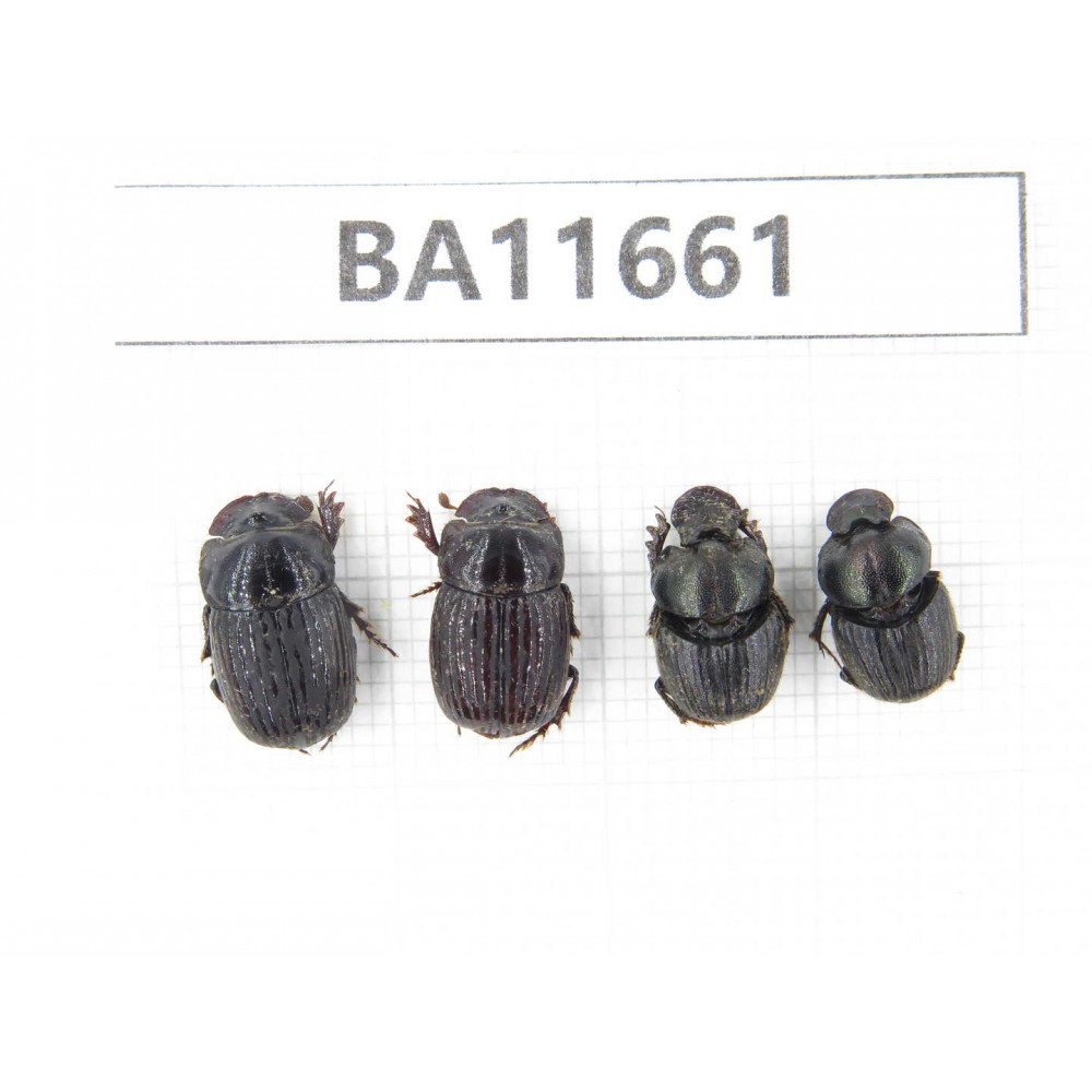 Geotrupidae sp. China, Yunnan, Nujiang, N Mt.Biluoxueshan. 4Pcs. BA11661.
