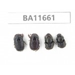 Geotrupidae sp. China, Yunnan, Nujiang, N Mt.Biluoxueshan. 4Pcs. BA11661.