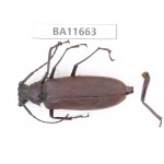 Cerambycidae sp. China, Yunnan, Nujiang, N Mt.Biluoxueshan. 1Pcs. BA11663.