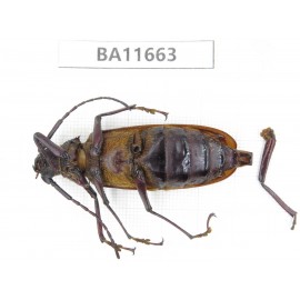 Cerambycidae sp. China, Yunnan, Nujiang, N Mt.Biluoxueshan. 1Pcs. BA11663.