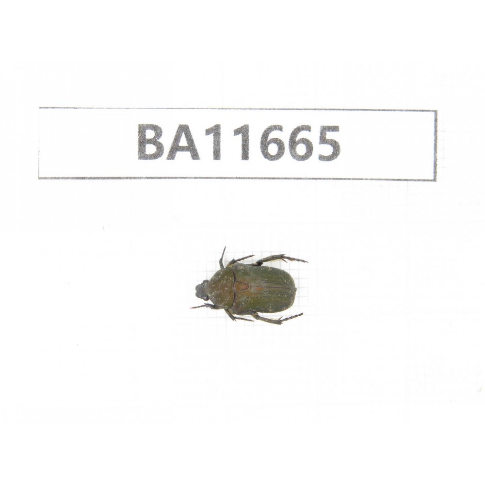 Cetoniidae sp. China, Yunnan, Nujiang, N Mt.Biluoxueshan.1Pcs. BA11665.