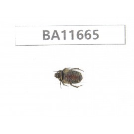 Cetoniidae sp. China, Yunnan, Nujiang, N Mt.Biluoxueshan.1Pcs. BA11665.