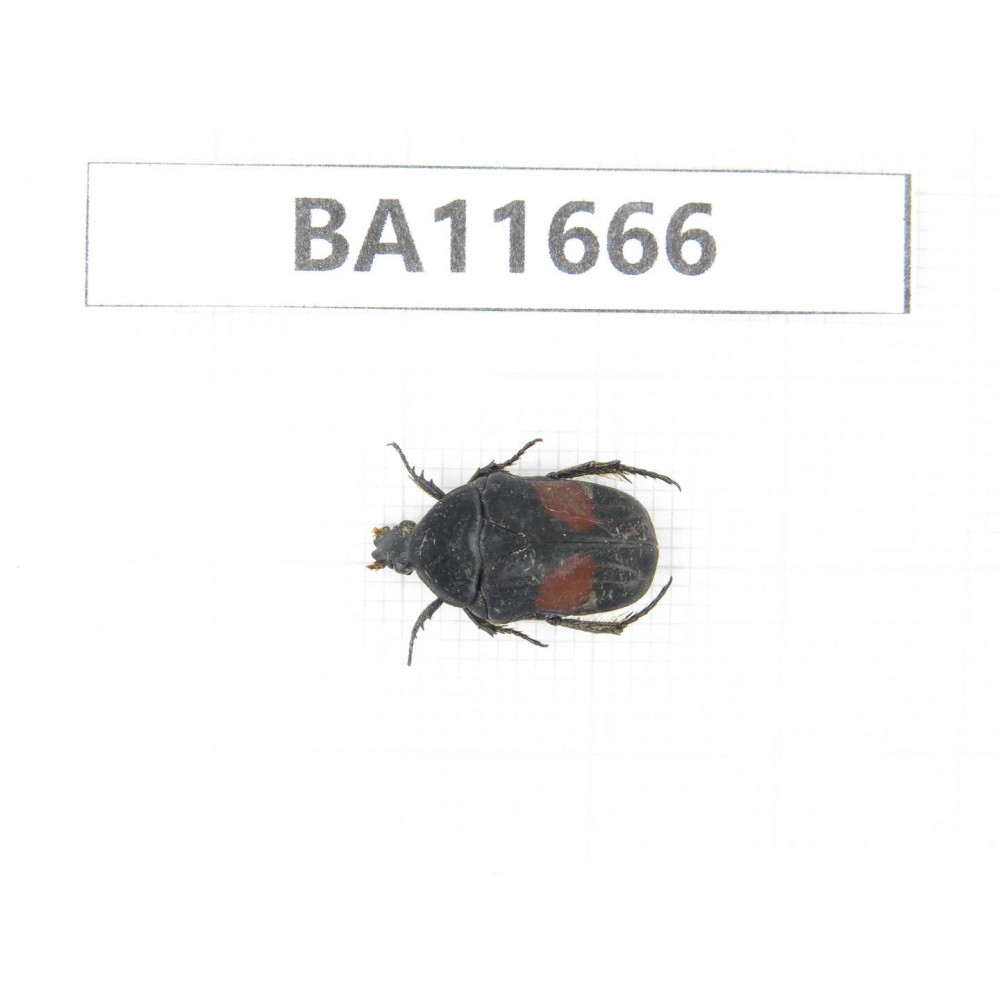Cetoniidae sp. China, Yunnan, Nujiang, N Mt.Biluoxueshan.1Pcs. BA11666.