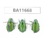 Rutelidae sp. China, Yunnan, Nujiang, N Mt.Biluoxueshan. 3Pcs. BA11668.