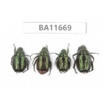 Rutelidae sp. China, Yunnan, Nujiang, N Mt.Biluoxueshan. 4Pcs. BA11669.