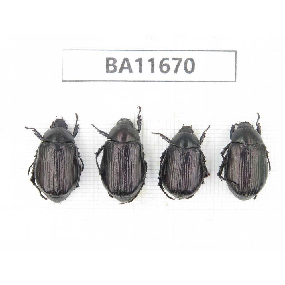 Rutelidae sp. China, Yunnan, Nujiang, N Mt.Biluoxueshan. 4Pcs. BA11670.