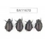 Rutelidae sp. China, Yunnan, Nujiang, N Mt.Biluoxueshan. 4Pcs. BA11670.