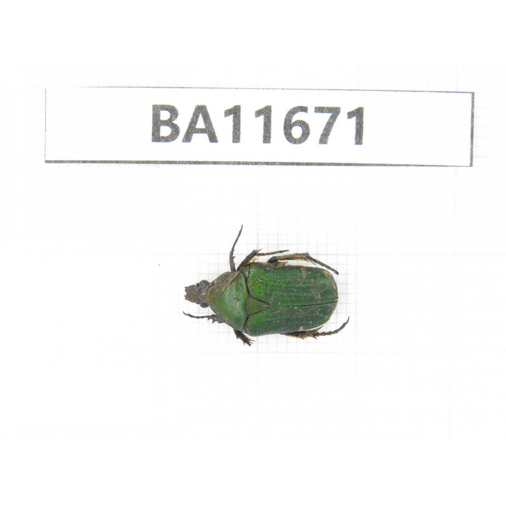 Cetoniidae sp. China, Yunnan, Nujiang, N Mt.Biluoxueshan.1Pcs. BA11671.
