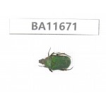 Cetoniidae sp. China, Yunnan, Nujiang, N Mt.Biluoxueshan.1Pcs. BA11671.