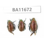 Rutelidae sp. China, Yunnan, Nujiang, N Mt.Biluoxueshan. 3Pcs. BA11672.
