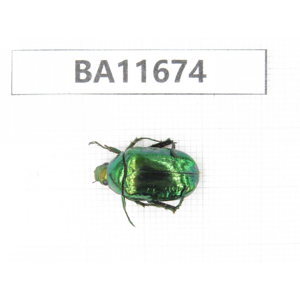 Rutelidae sp. China, Yunnan, Nujiang, N Mt.Biluoxueshan. 1Pcs. BA11674.