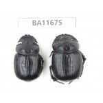 Geotrupidae sp. China, Yunnan, Nujiang, N Mt.Biluoxueshan. 2Pcs. BA11675.