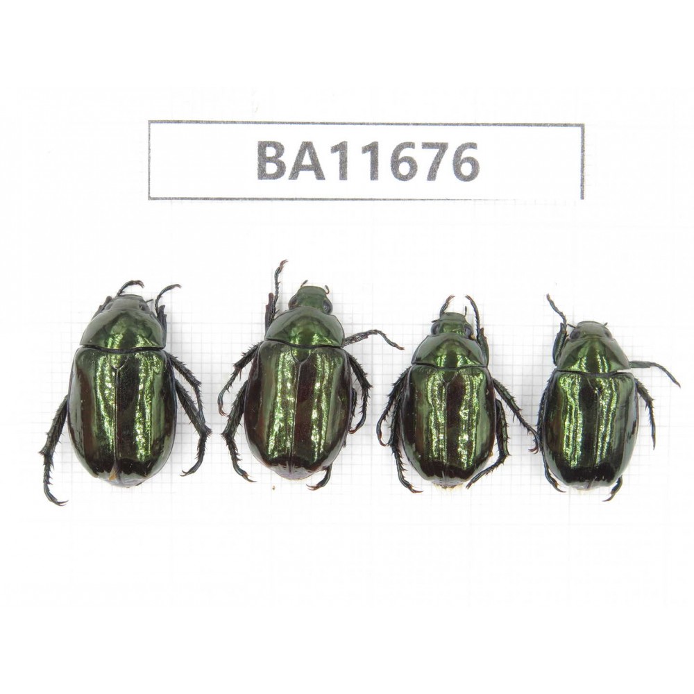 Rutelidae sp. China, Yunnan, Nujiang, N Mt.Biluoxueshan. 4Pcs. BA11676.