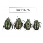 Rutelidae sp. China, Yunnan, Nujiang, N Mt.Biluoxueshan. 4Pcs. BA11676.