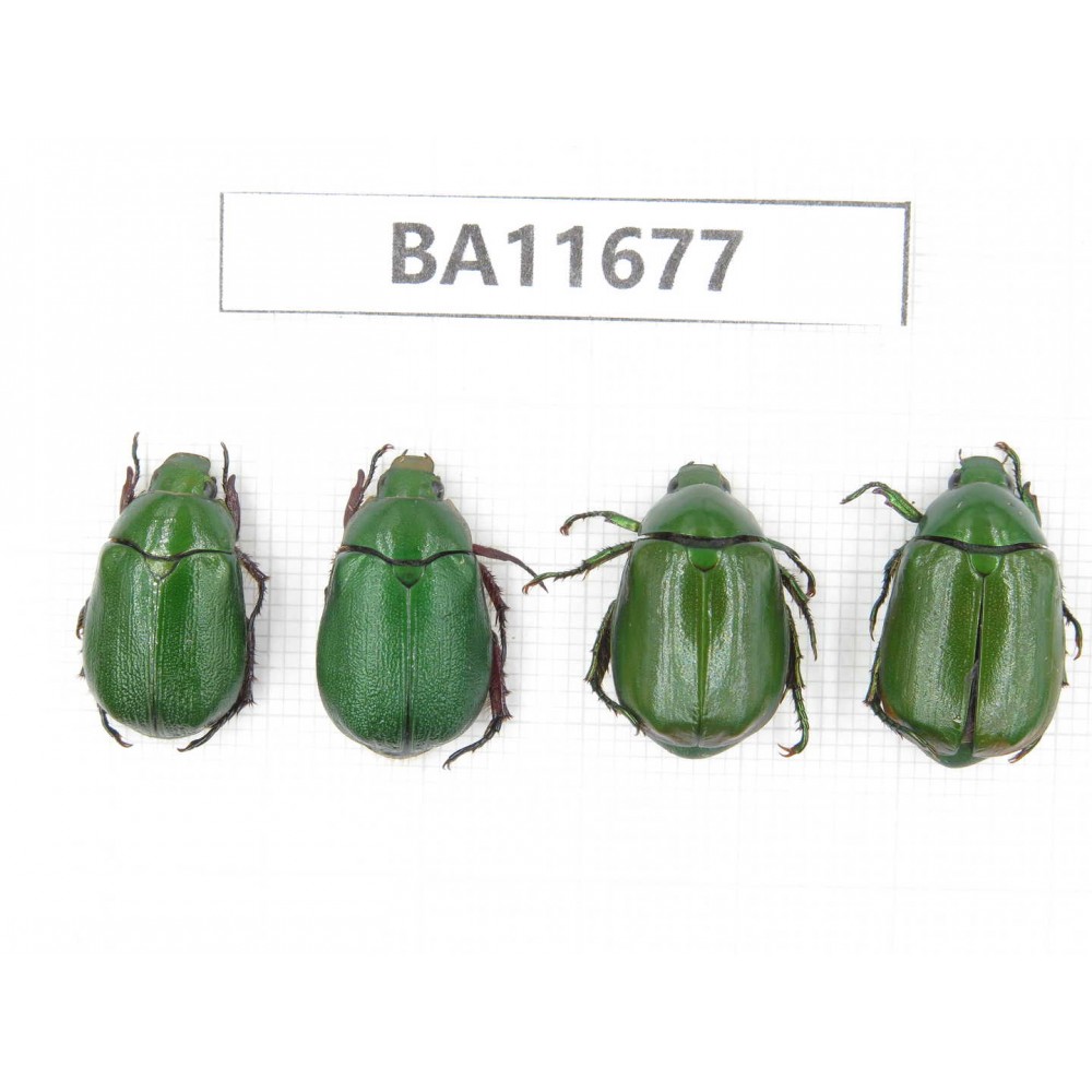 Rutelidae sp. China, Yunnan, Nujiang, N Mt.Biluoxueshan. 4Pcs. BA11677.