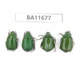 Rutelidae sp. China, Yunnan, Nujiang, N Mt.Biluoxueshan. 4Pcs. BA11677.