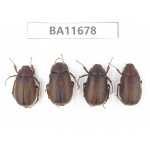 Melolonthidae sp. China, Yunnan, Nujiang, N Mt.Biluoxueshan. 4Pcs. BA11678.