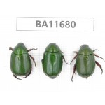 Rutelidae sp. China, Yunnan, Nujiang,  Lushui county. 3Pcs. BA11680.