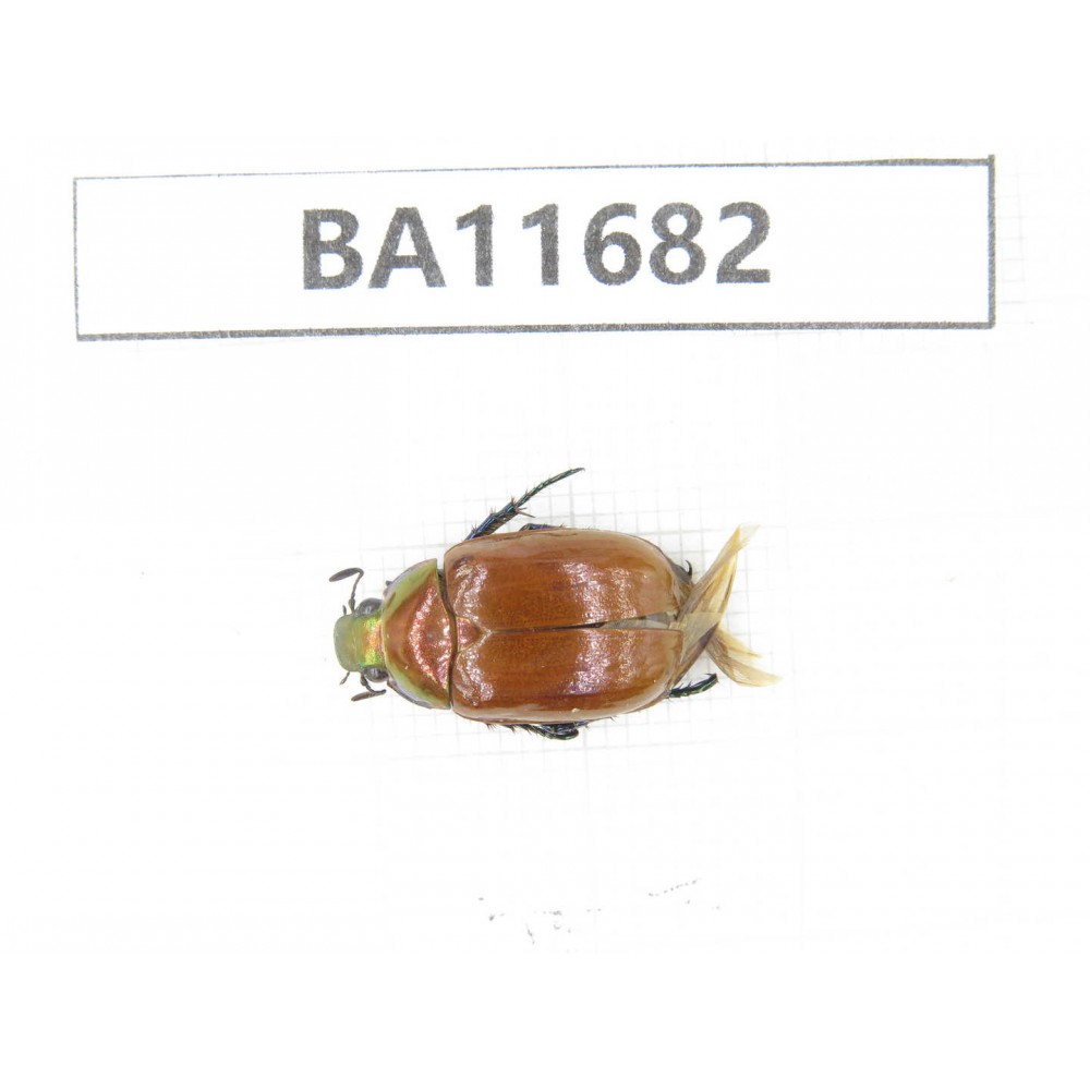 Rutelidae sp. China, Yunnan, Nujiang,  Lushui county. 1Pcs. BA11682.