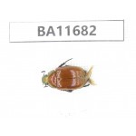 Rutelidae sp. China, Yunnan, Nujiang,  Lushui county. 1Pcs. BA11682.