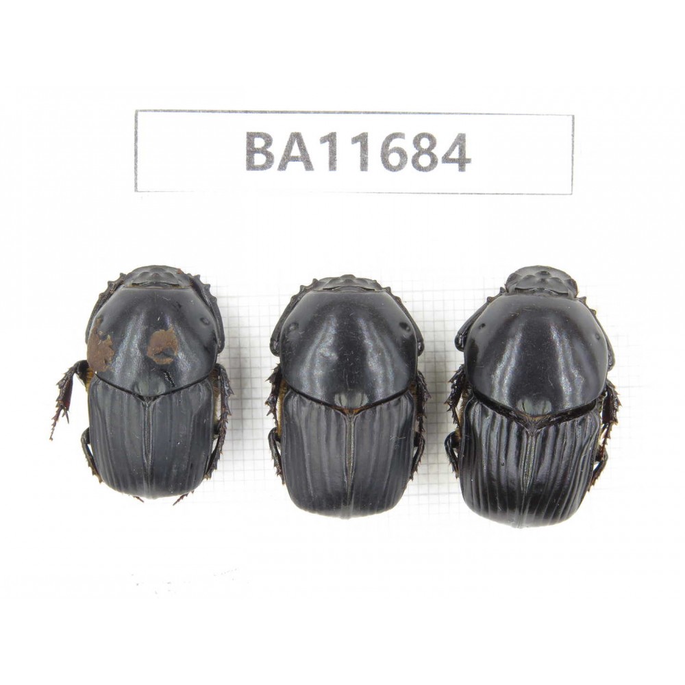 Geotrupidae sp. China,Yunnan, Nujiang,  Lushui county. 3Pcs. BA11684.
