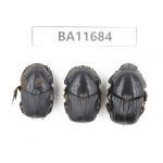 Geotrupidae sp. China,Yunnan, Nujiang,  Lushui county. 3Pcs. BA11684.