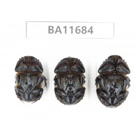 Geotrupidae sp. China,Yunnan, Nujiang,  Lushui county. 3Pcs. BA11684.
