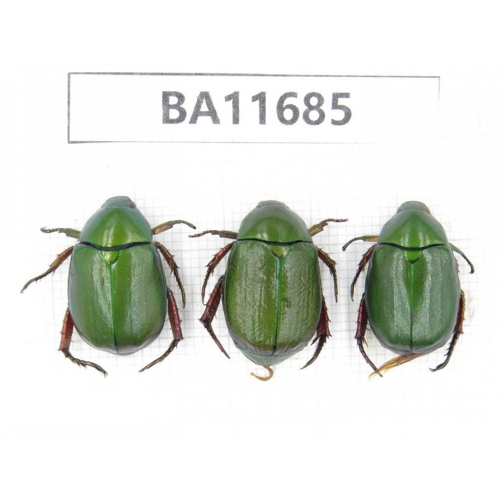 Rutelidae sp. China, Yunnan, Nujiang,  Lushui county. 3Pcs. BA11685.