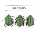 Rutelidae sp. China, Yunnan, Nujiang,  Lushui county. 3Pcs. BA11685.