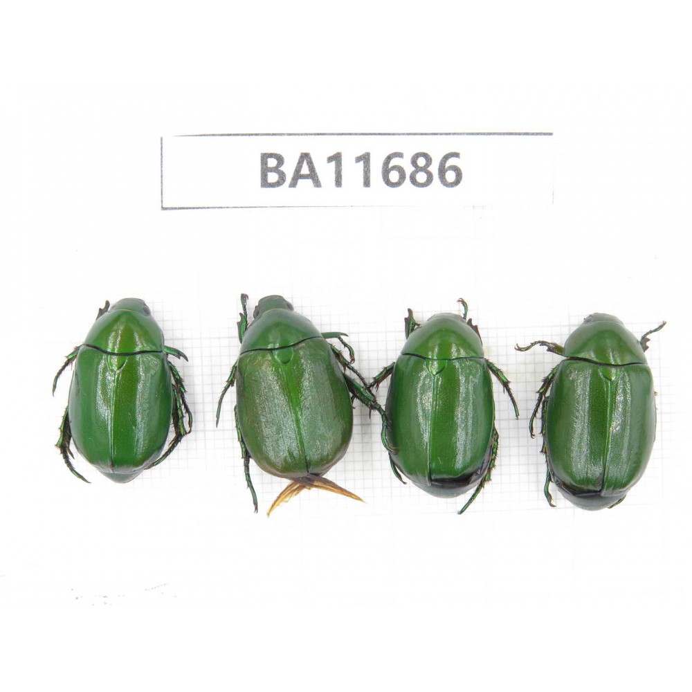 Rutelidae sp. China, Yunnan, Nujiang,  Lushui county. 4Pcs. BA11686.